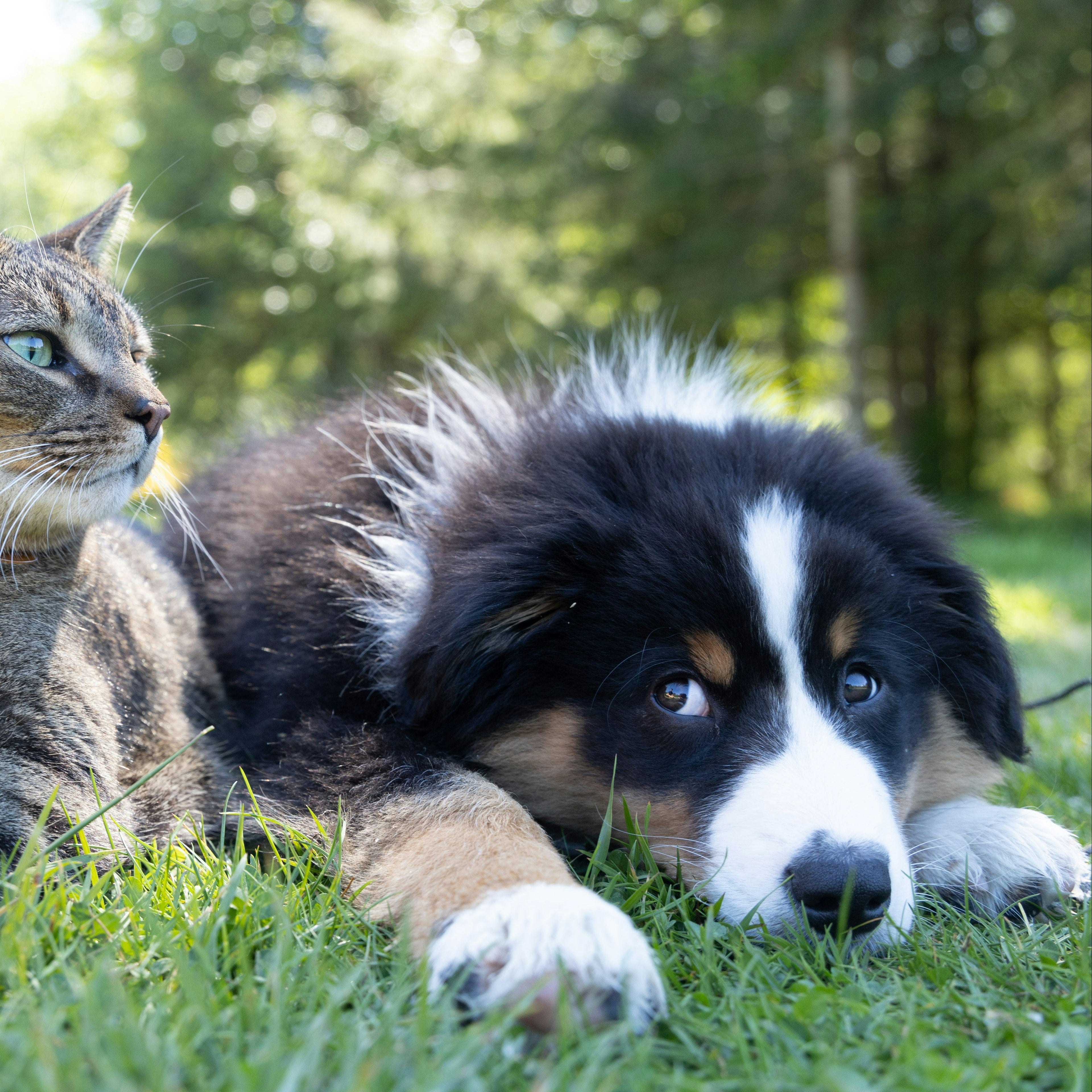 Pet Care