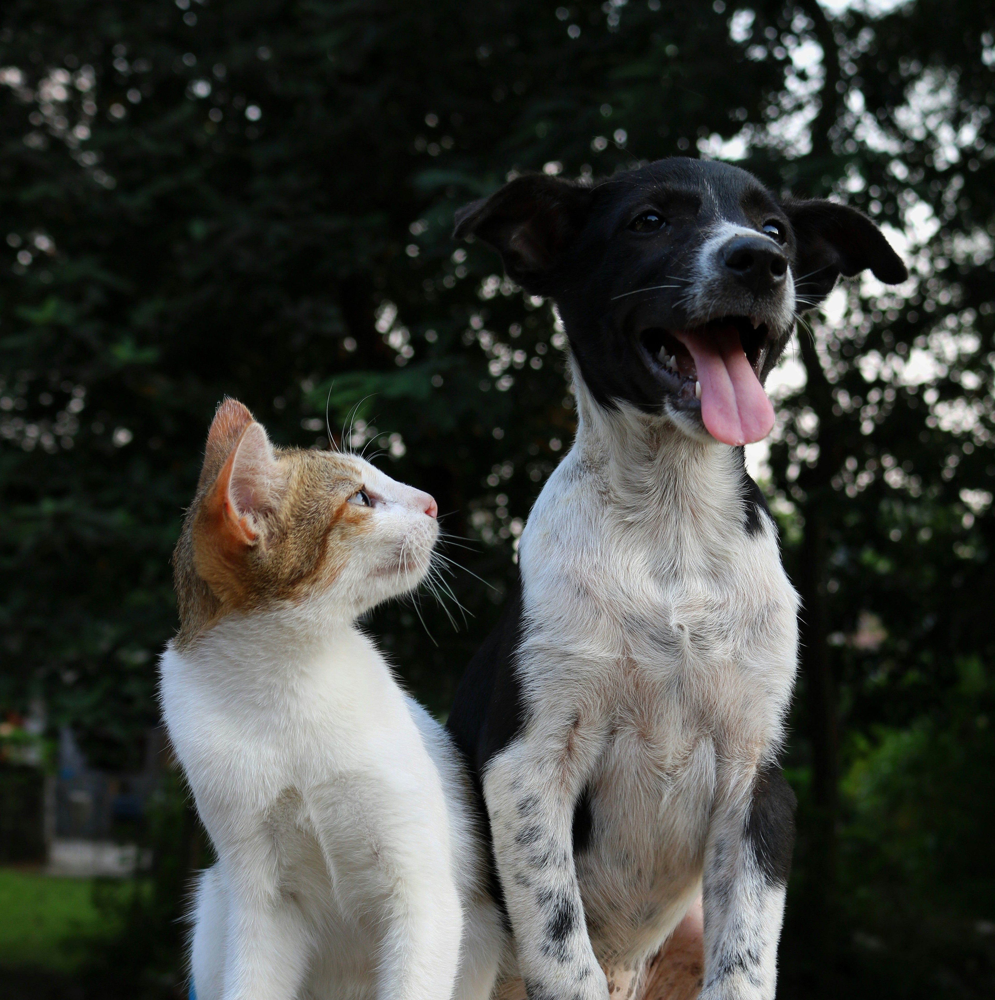 Grooming & Care