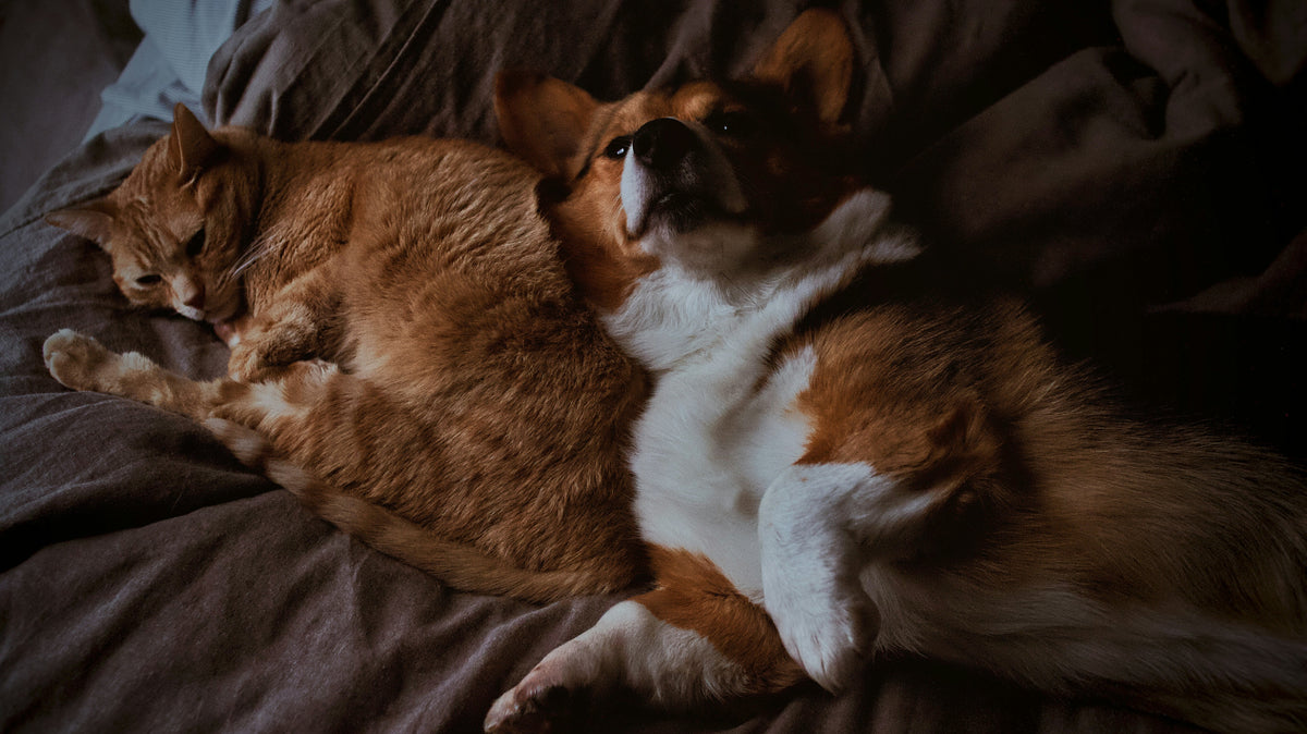 Beds & Comfort
