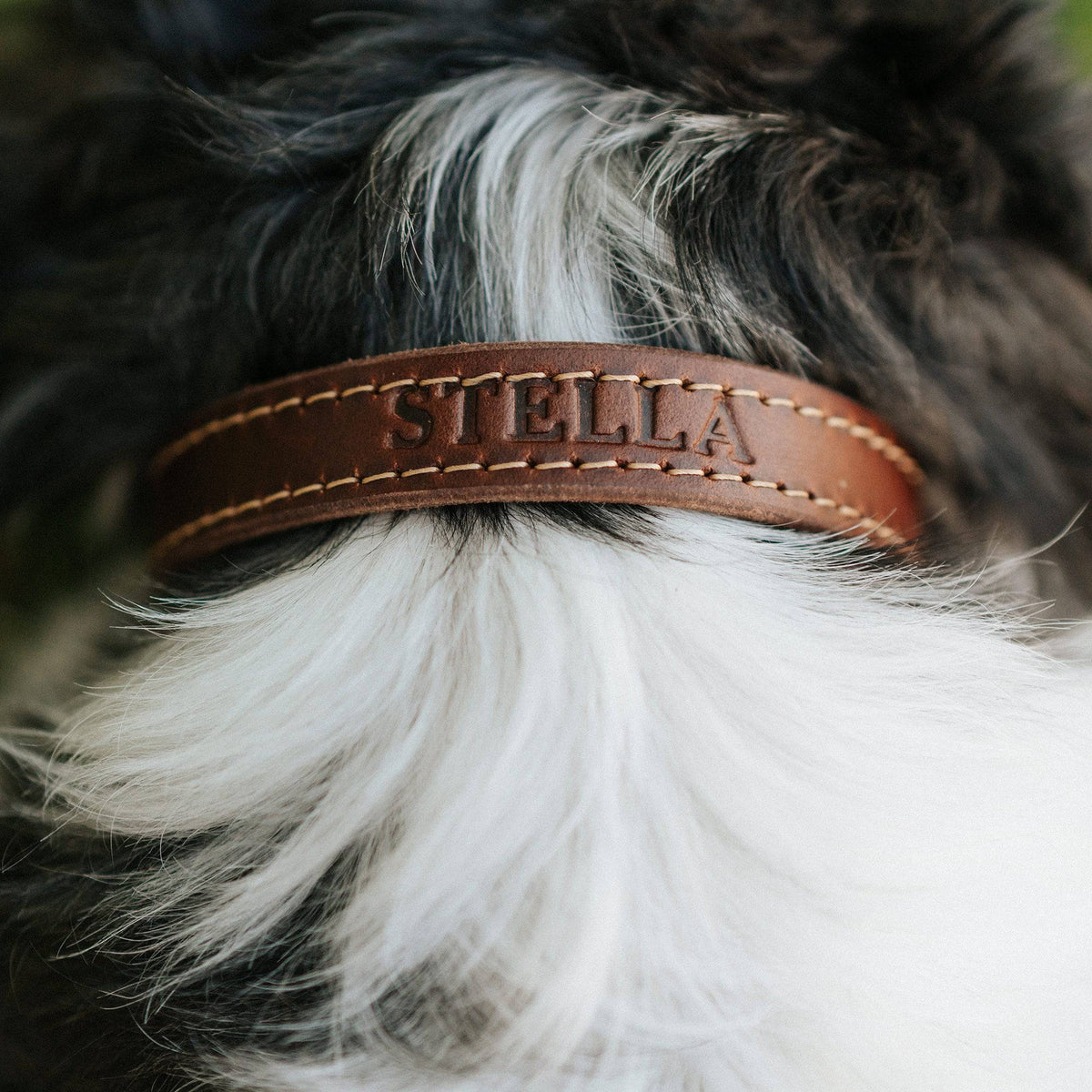 Handcrafted Leather Dog Collar – Full-Grain with Lifetime Guarantee