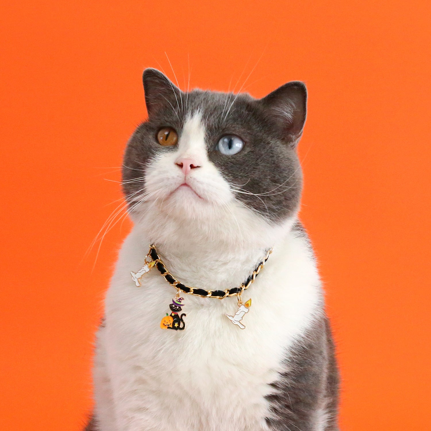 Velvet Bat Halloween Cat Collars