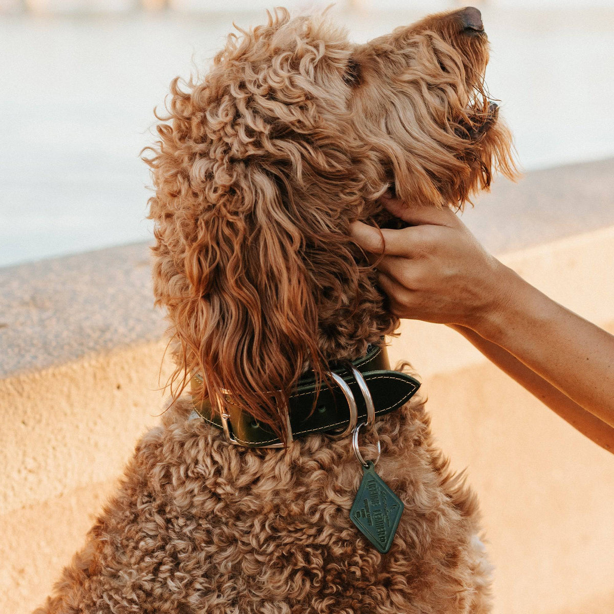 Handcrafted Leather Dog Collar – Full-Grain with Lifetime Guarantee